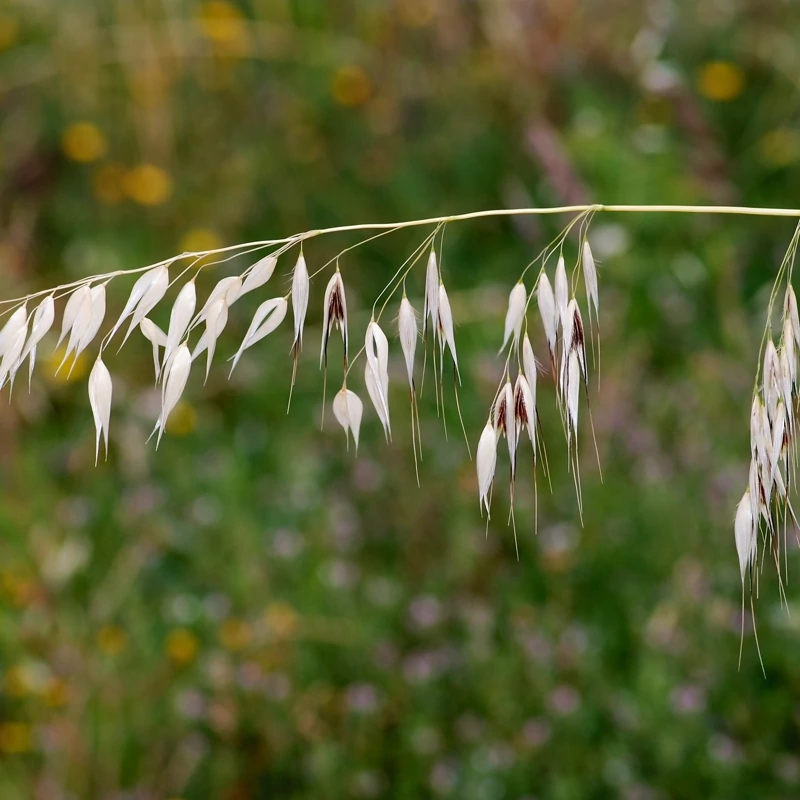 بذر جو دوسر زراعی 100 گرمی