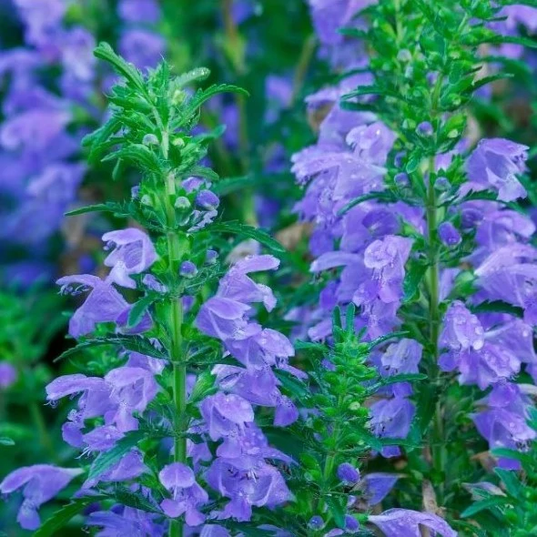 بذر بادر شبویه 1 گرمی