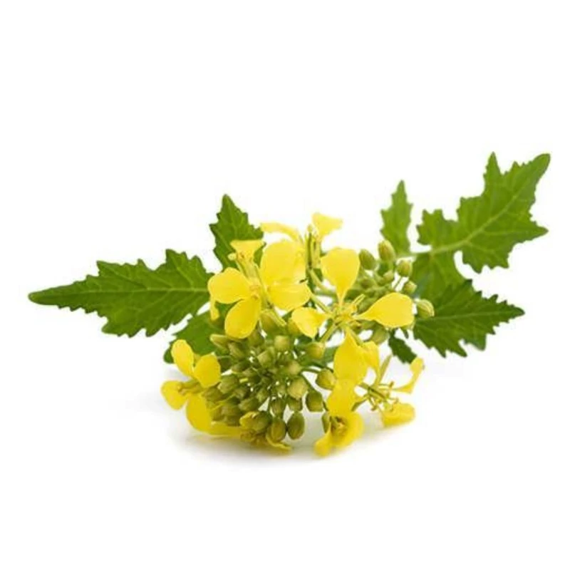 بذر خردل  کوچک 30 عددی