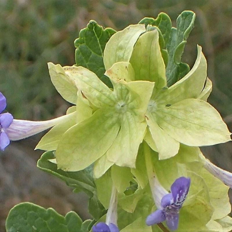 بذر گل اروانه  10 عددی