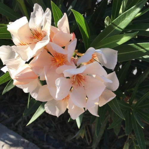 بذر گل خرزهره گلبهی 20 عددی