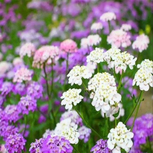 بذر ایبریس پاکوتاه مخلوط 1 گرمی