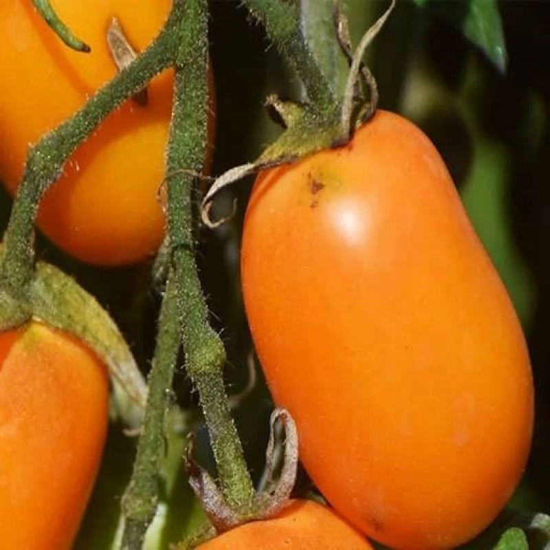 بذر گوجه زیتونی نارنجی درختی 15 عددی