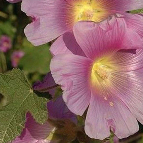 بذر ختمی گوشه دار 10 عددی