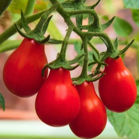 بذر گوجه فرنگی قرمز گلابی 20 عددی