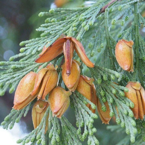 بذر سرو عود 5 عددی