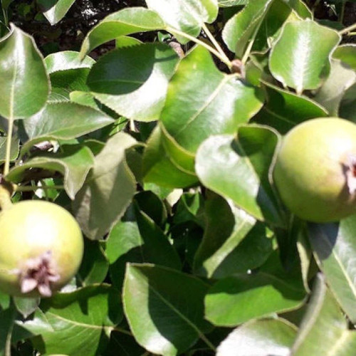 بذر سیب چینی 10 عددی