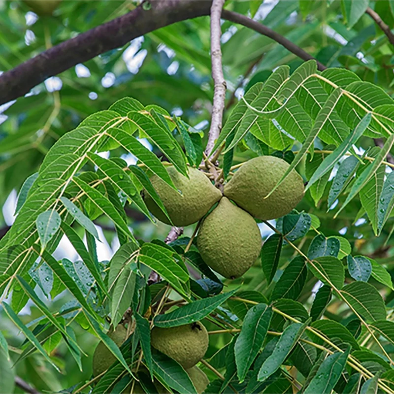 بذر گردو سوزنی 3 عددی