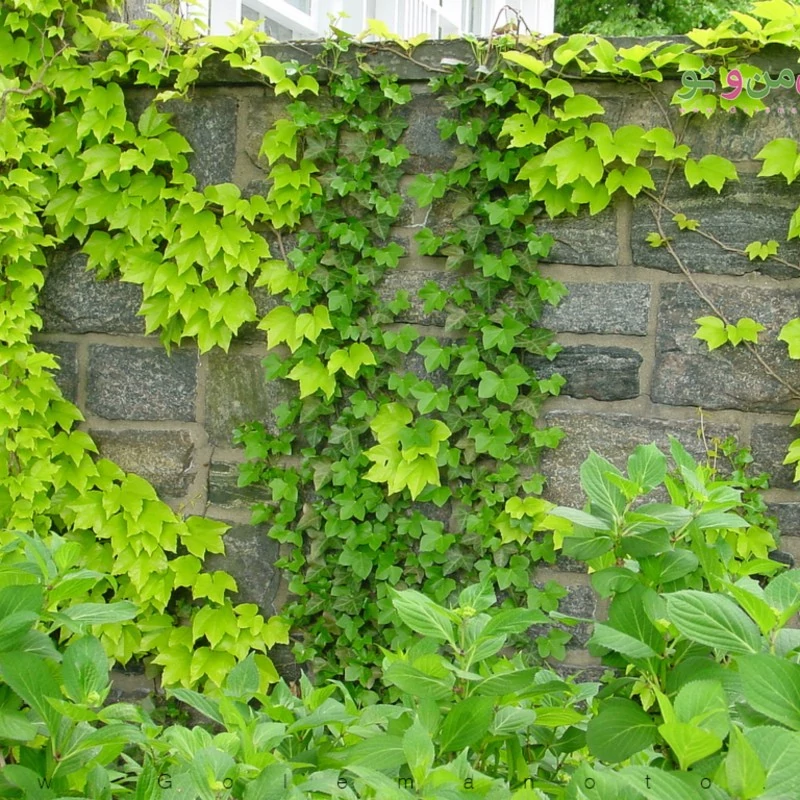 بذر موچسب 5 عددی