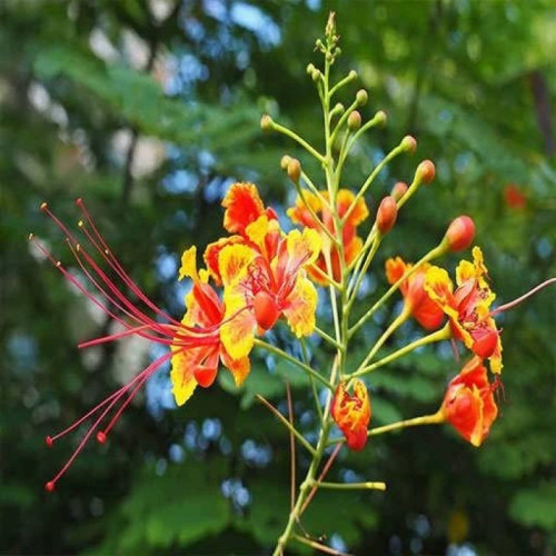 بذر گل پرطاوسی 1 گرمی