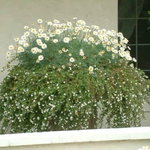 بذر مارگریت پابلند سفید 1 گرمی