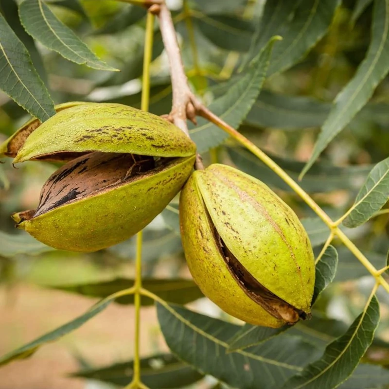 بذر گردو آمریکایی 2 عددی