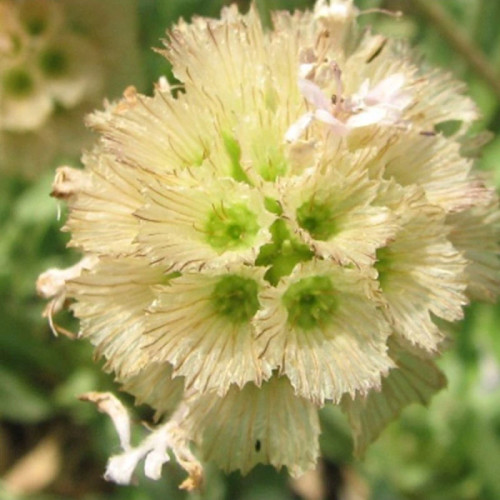 بذر گل کبوتر (طوسک) 10 عددی