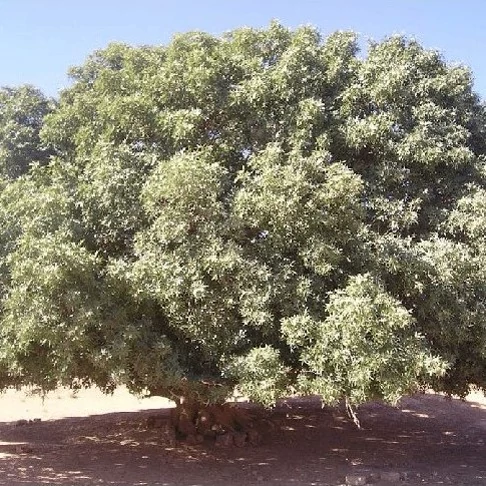 بذر درخت بنه 20 عددی