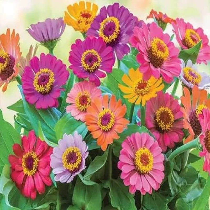 بذر گل رعنا زیبا پاکوتاه پرپر الوان (گلدانی) 1 گرمی