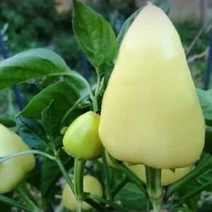 بذر فلفل قلبی سفید 5 عددی