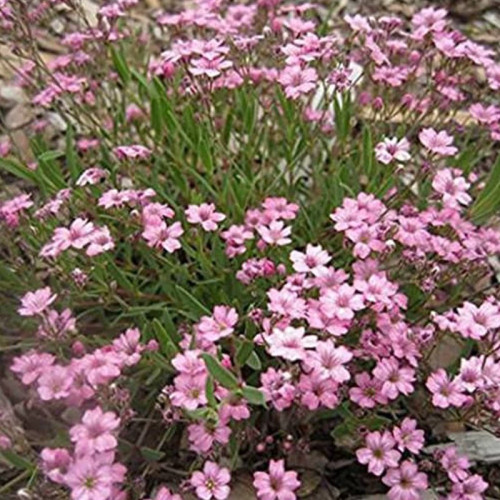 بذر گل چشم ماری صورتی 100 عددی