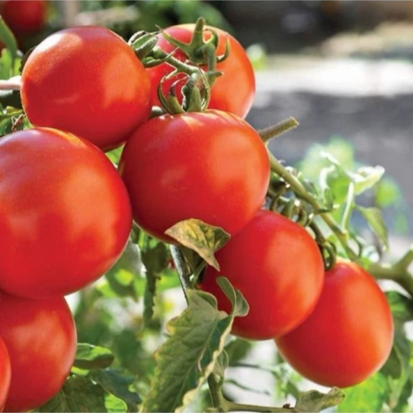 بذر گوجه فرنگی مارگلوبه 10 عددی