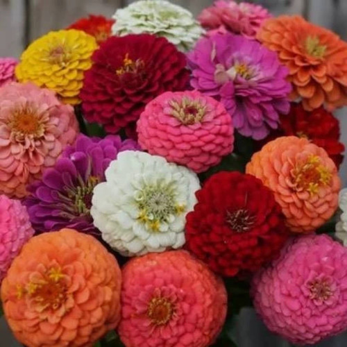 بذر گل آصف السلطنه مخلوط 1 گرمی