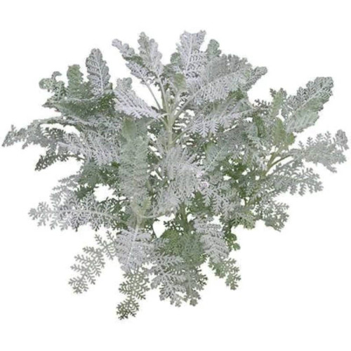بذر گل ابری نقره ای 1 گرمی
