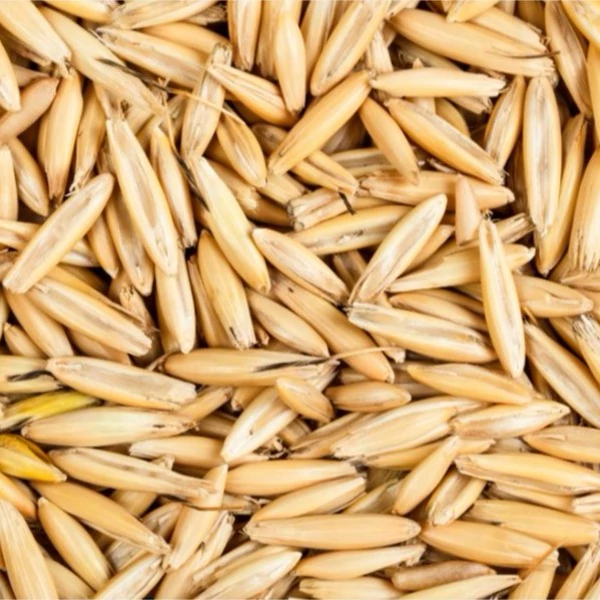 بذر جو دوسر وحشی 100 گرمی