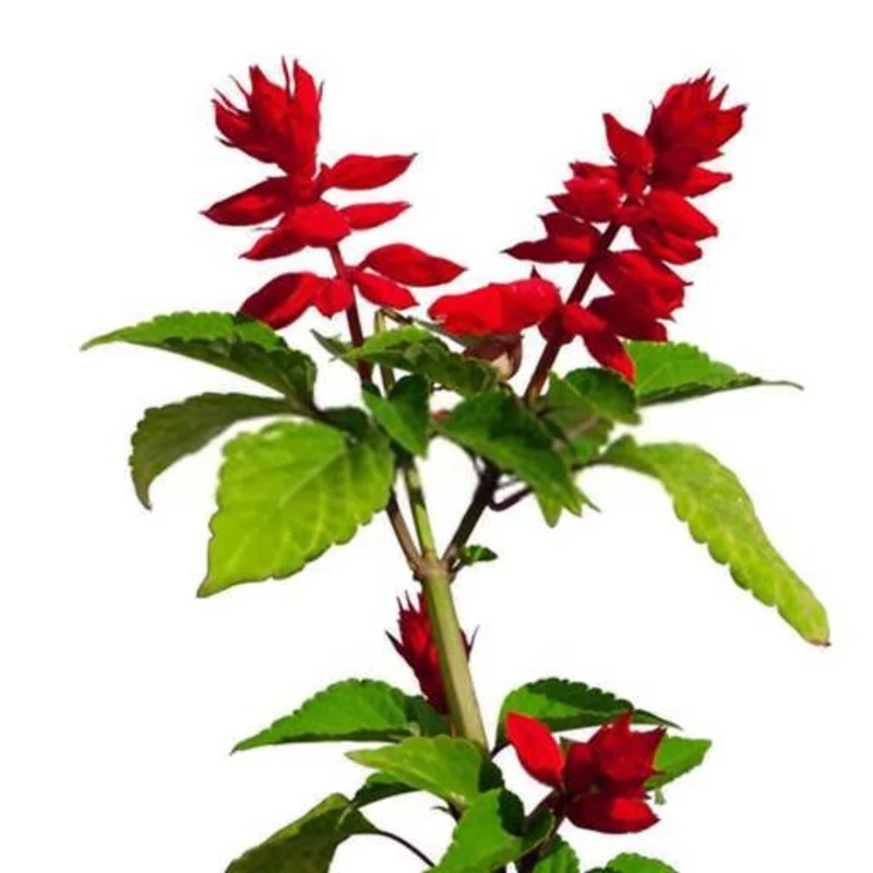 بذر گل سلوی قرمز 1 گرمی