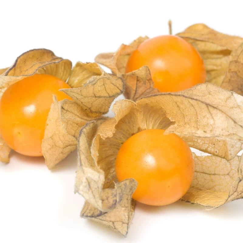 بذر فیسالیس زرد (عروسک پشت پرده) 10 عددی