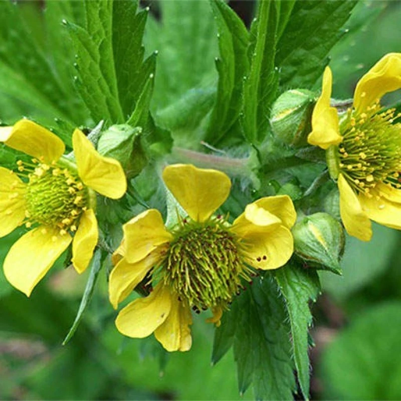 بذر علف مبارک 10 عددی