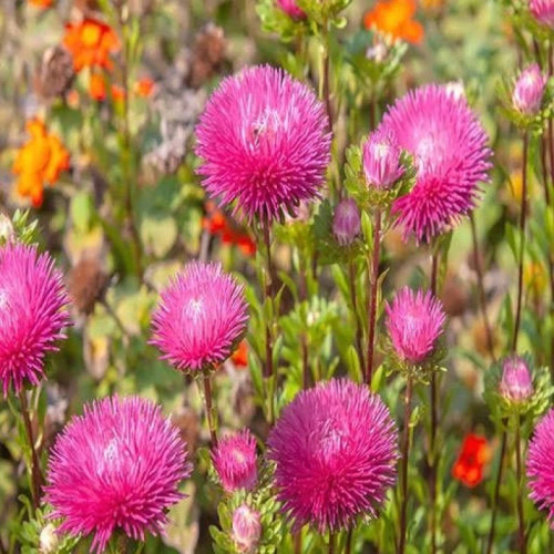 بذر گل ستاره ای پابلند پرگل الوان 1 گرمی