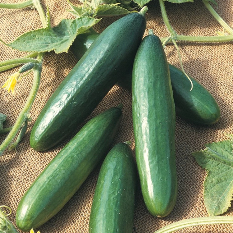 خیار اصفهانی از نمای بالا