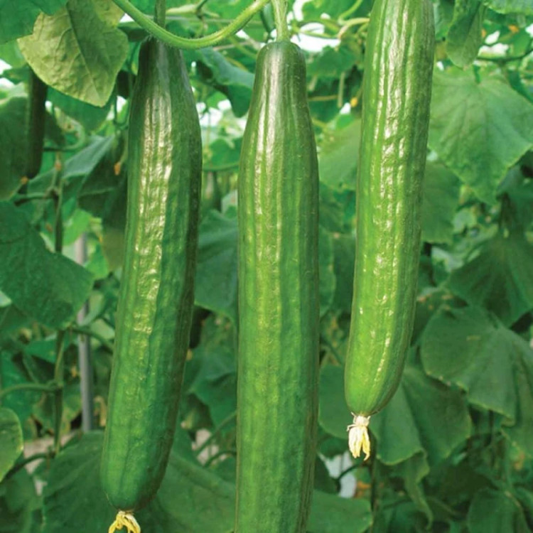 بوته خیار اصفهانی