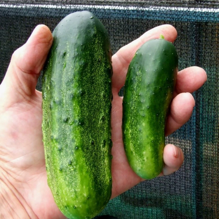 خیار اصفهانی در دست