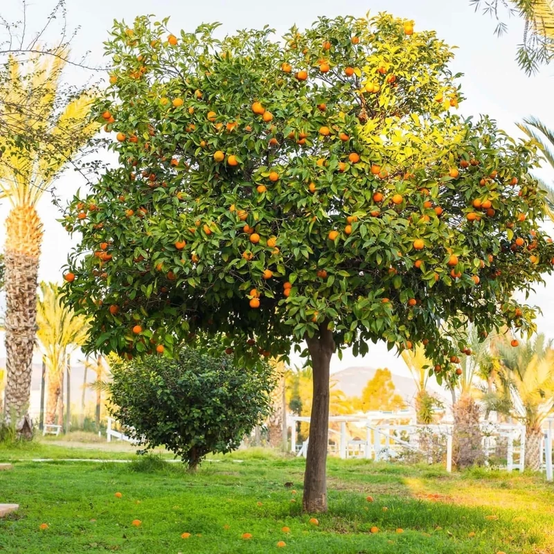 درخت پرتقال