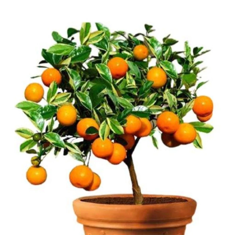 بن سای درخت پرتقال