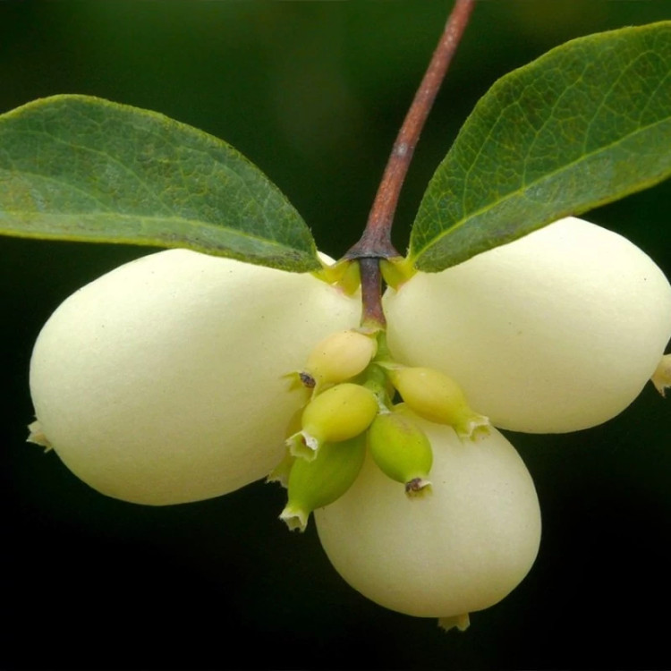 شکوفه مروارید سفید