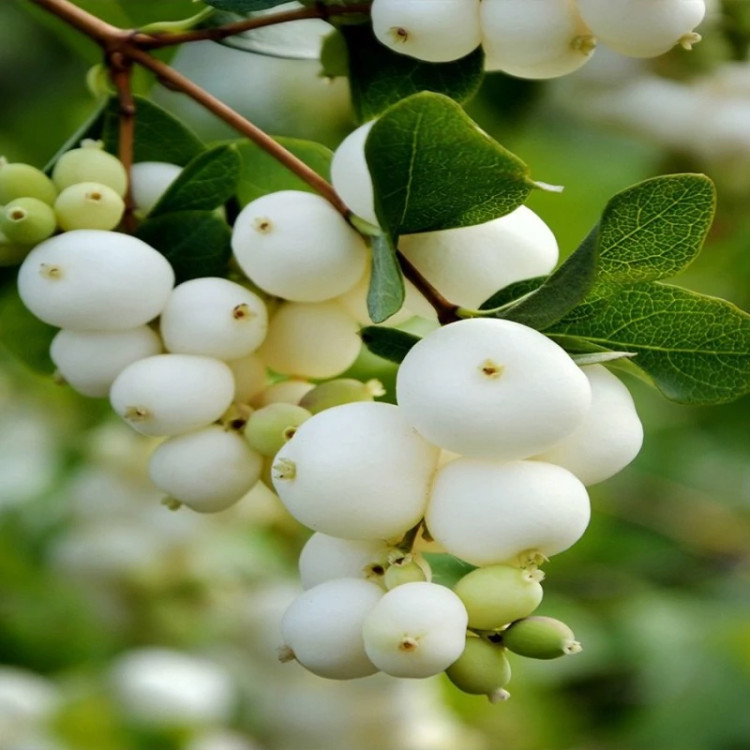 مروارید سفید