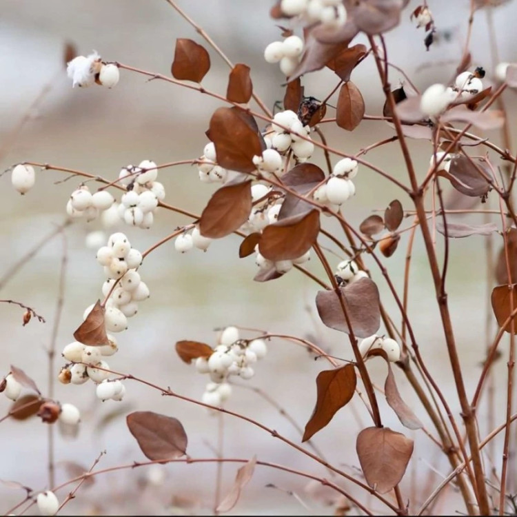 شاخه مروارید سفید