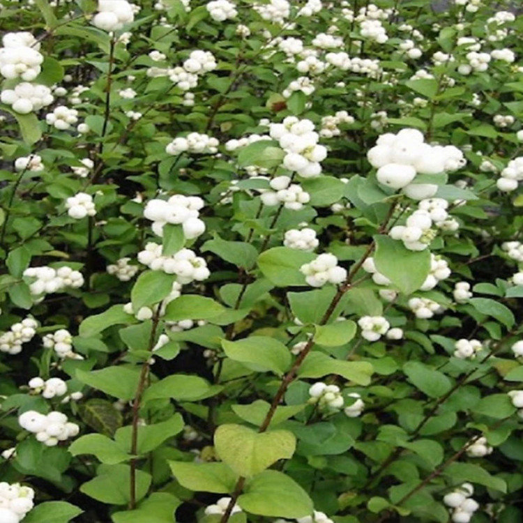 بوته مروارید سفید