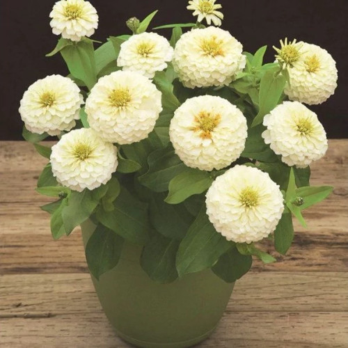 گلدان گل آهار سفید پاکوتاه