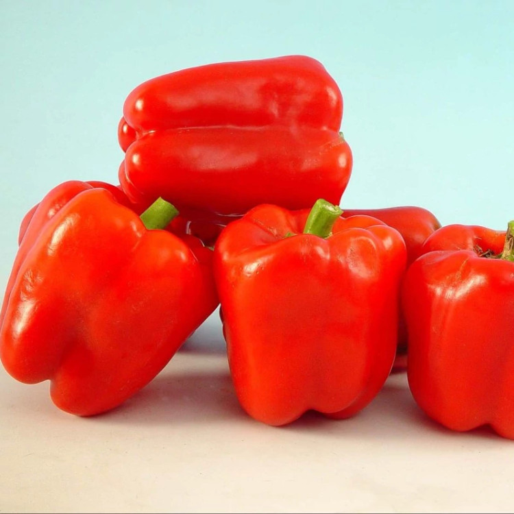 فلفل دلمه ای قرمز