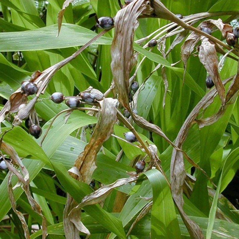 بوته شال تسبیح