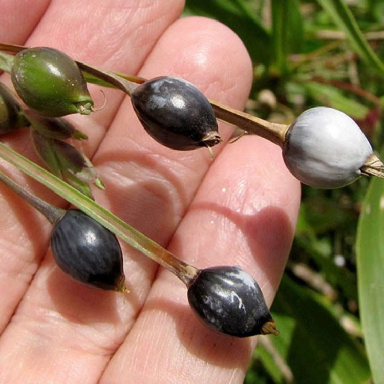 میوه شال تسبیح