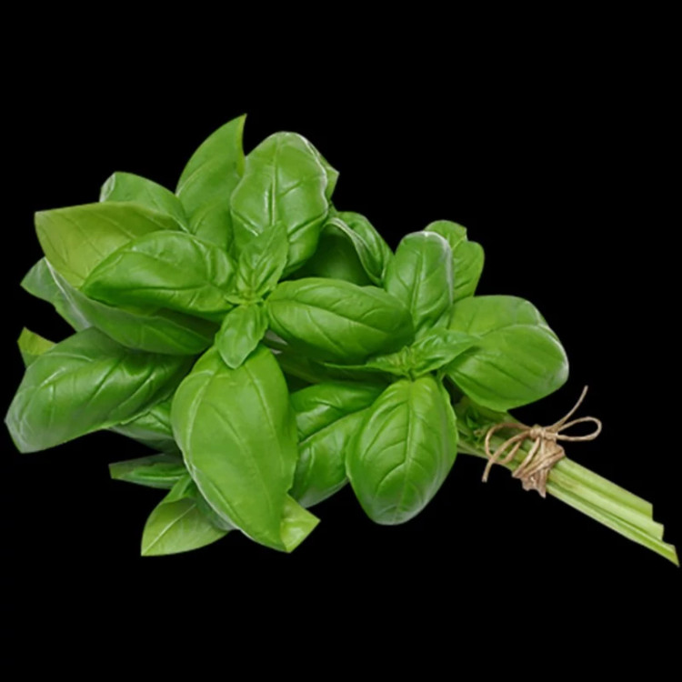 ریحان سبز از نمای نزدیک