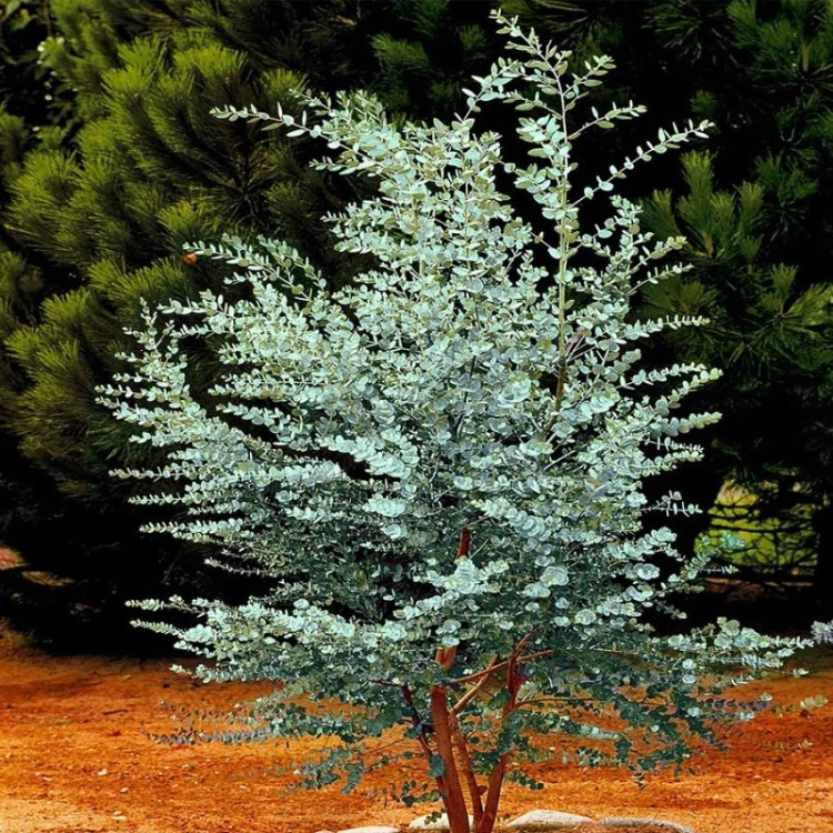 درختچه اکالیپتوس دلار نقره ای