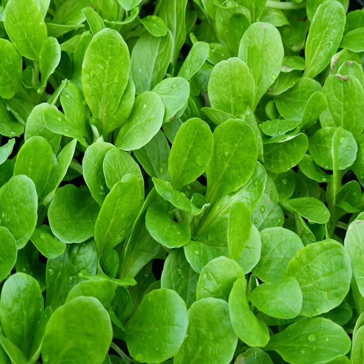 کاهو بره