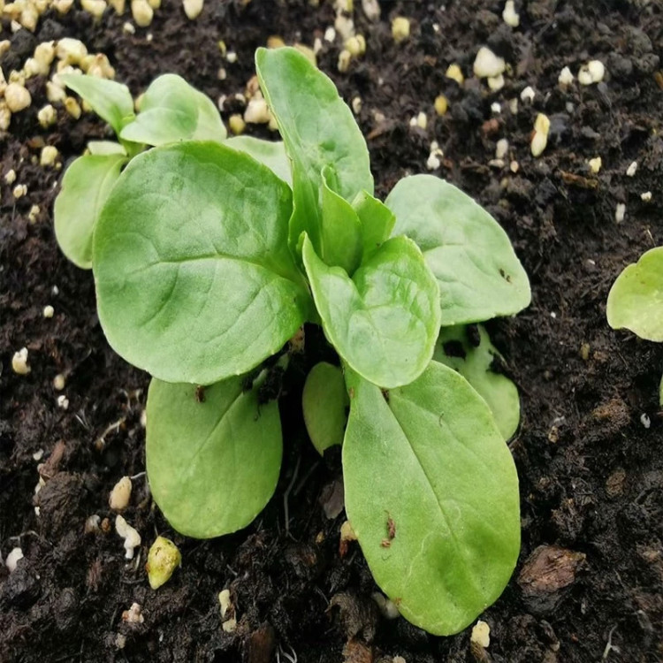 بوته کاهو بره در خاک