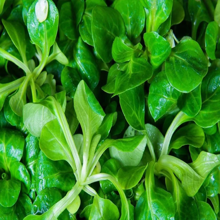 کاهو بره از نزدیک