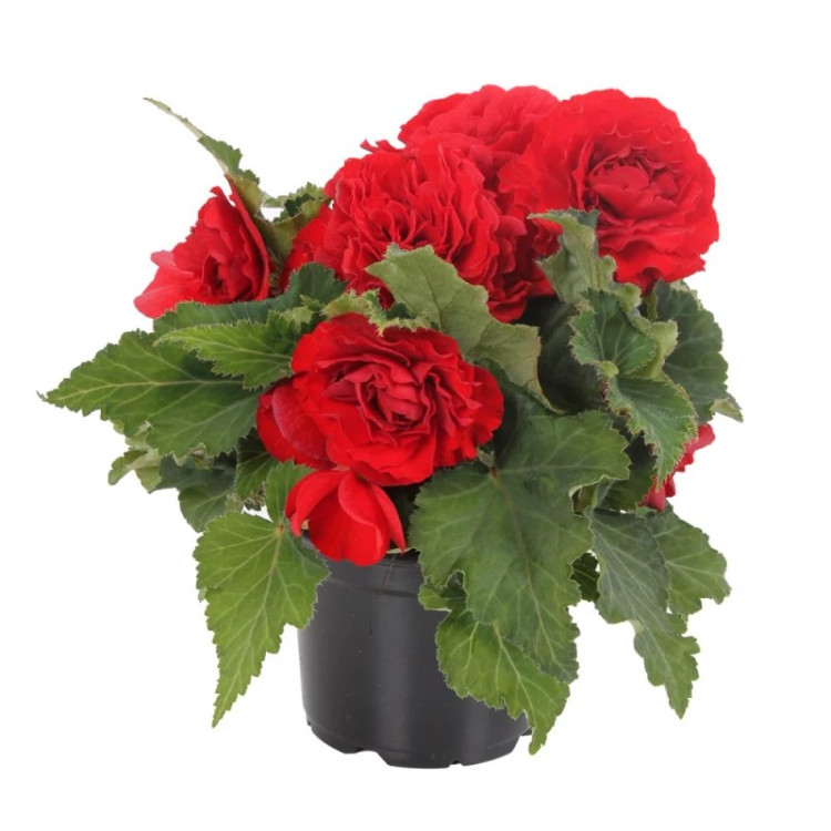 گلدان بگونیا موکا قرمز