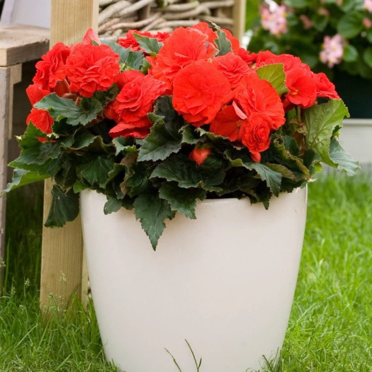 بگونیا موکا قرمز از نزدیک