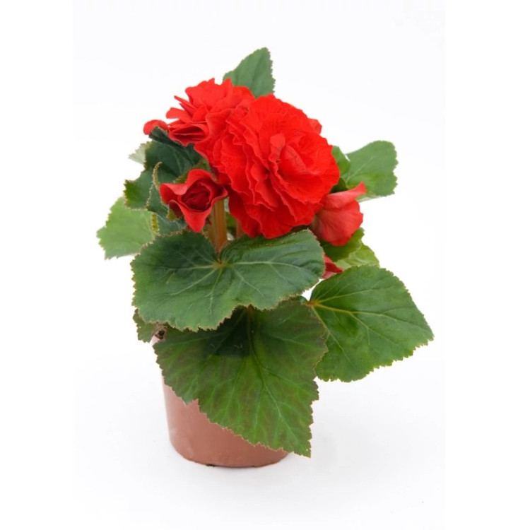 گل بگونیا موکا قرمز